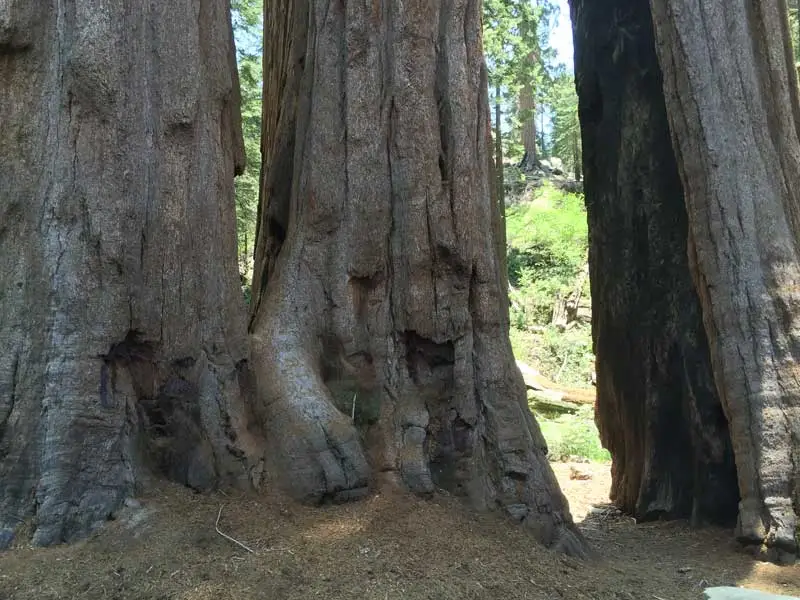 Sequoia National Park Tour