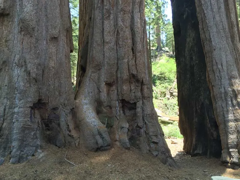 Sequoia National Park Tour