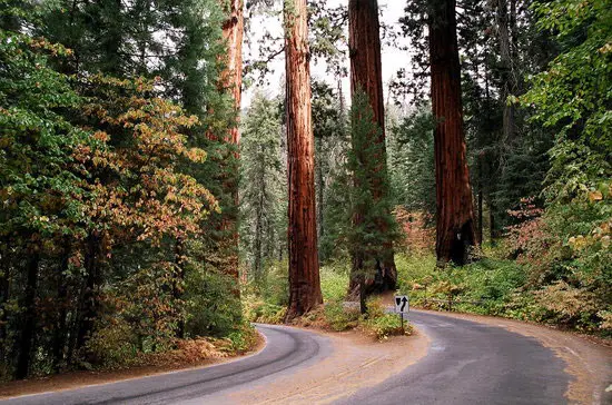 Private Sequoia / Kings Canyon / Combo Tour