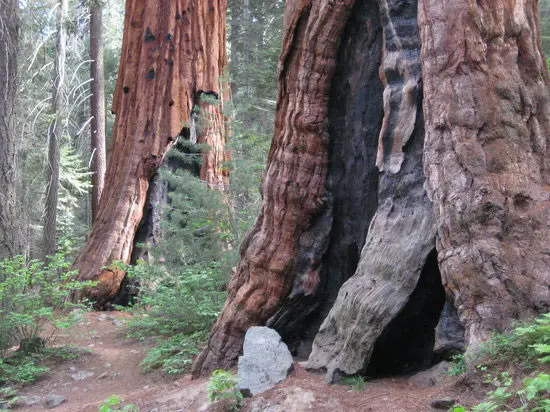 Sequoia & Kings Canyon National Parks Tour